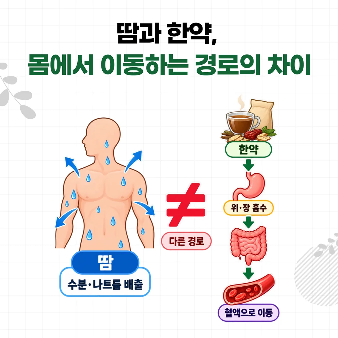 땀으로 배출되는 수분과 나트륨, 위장에서 흡수되는 한약 성분의 경로 비교